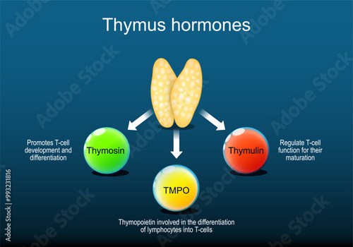 Thymus hormones. human endocrine system photo