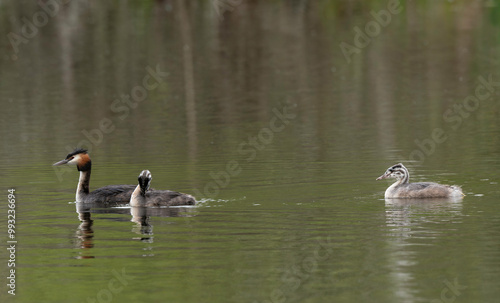 Grèbe huppé,.Podiceps cristatus, Great Crested Grebe, femelle et jeune