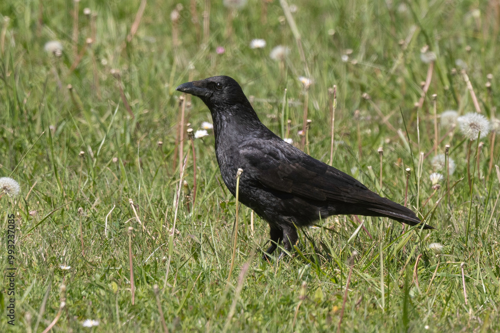 Corneille noire, Corvus corone, Carrion Crow Corneille noire, Corvus corone, Carrion Crow