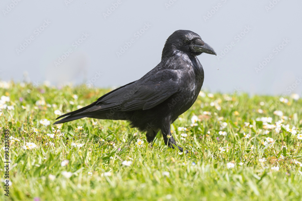 Corneille noire, Corvus corone, Carrion Crow Corneille noire, Corvus corone, Carrion Crow