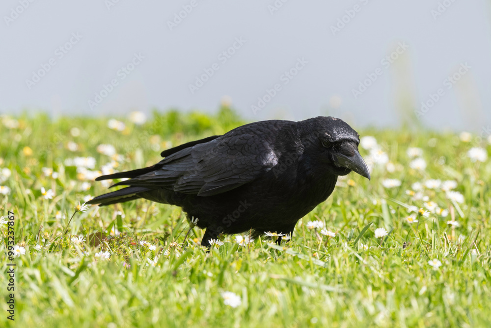 Corneille noire, Corvus corone, Carrion Crow Corneille noire, Corvus corone, Carrion Crow