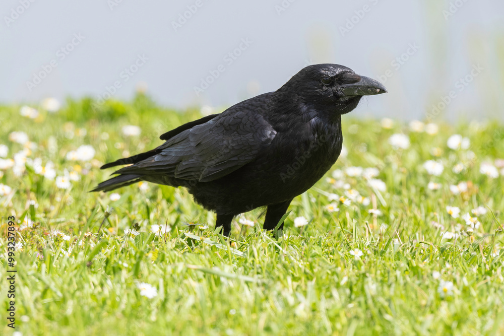 Corneille noire, Corvus corone, Carrion Crow Corneille noire, Corvus corone, Carrion Crow