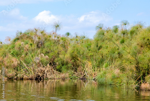 Papyrus, Cyperus papyrus, Parc national du lac Naivasha, Kenya, Afrique de l'Est photo