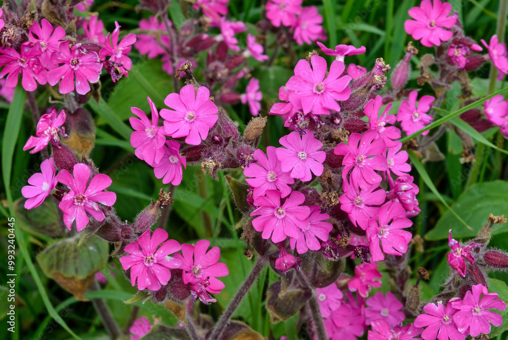 Silène dioïque, Compagnon rouge, Silene dioica Silène dioïque, Compagnon rouge, Silene dioica
