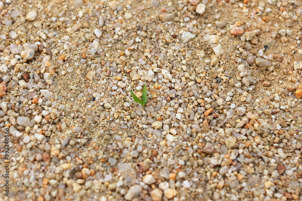 広場に生えてくる草 広場に生えてくる草