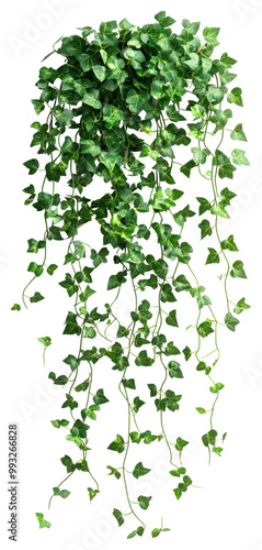 Wallpaper Mural PNG Lush cascading green ivy plant Torontodigital.ca