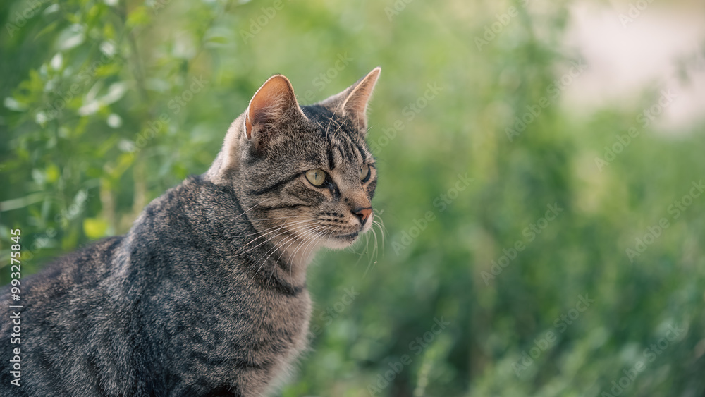 stray tabby cat in green grass stray tabby cat in green grass