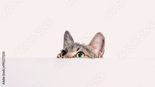 Tablou pe pânză mongrel tabby cat peeks out from behind a white surface on a light  background