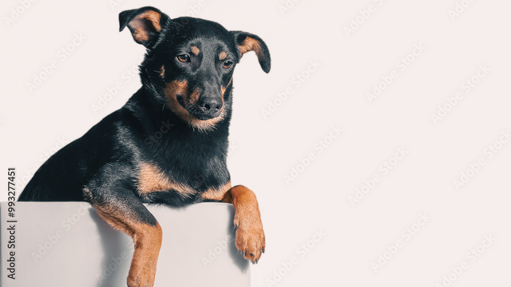 Obraz premium mongrel dog of black and tan color looks out of a gray box on a white background