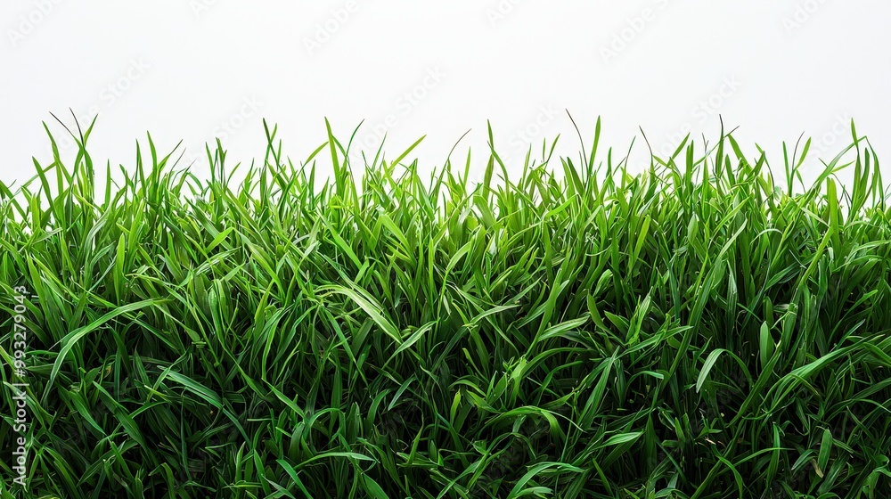 Fototapeta premium Vibrant Green Grass Isolated on a White Background