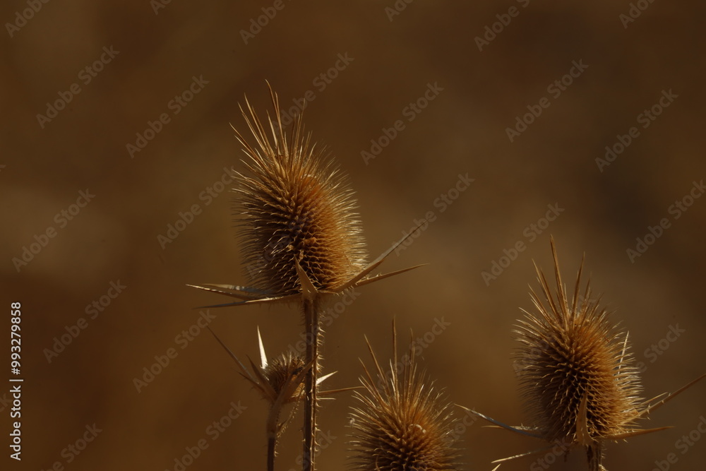 flower, dandelion, nature, plant, summer, spring, grass, seed, flora, flowers, field, macro, wind, weed, seeds, stem, blossom, beauty, white, bloom, close-up, thistle, garden, autumn flower, dandelion, nature, plant, summer, spring, grass, seed, flora, flowers, field, macro, wind, weed, seeds, stem, blossom, beauty, white, bloom, close-up, thistle, garden, autumn