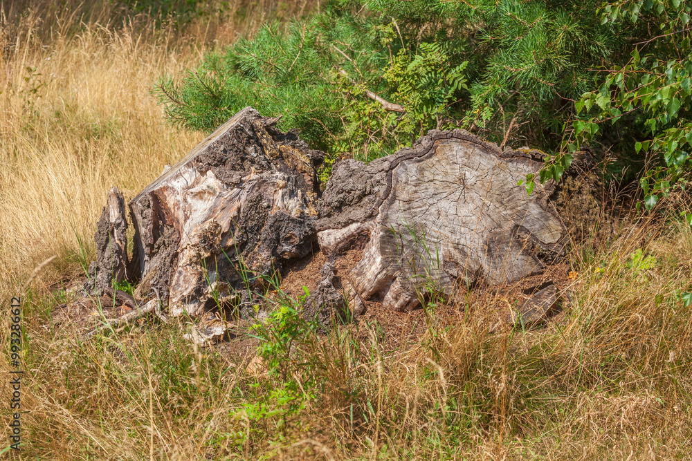 Totholz, alter, knorriger Baumstump im Wald, Deutschland Totholz, alter, knorriger Baumstump im Wald, Deutschland