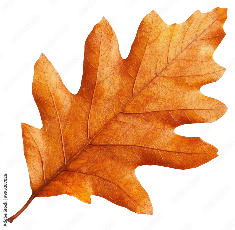 PNG Autumn leaf oak isolated illustration botanical. PNG Autumn leaf oak isolated illustration botanical.