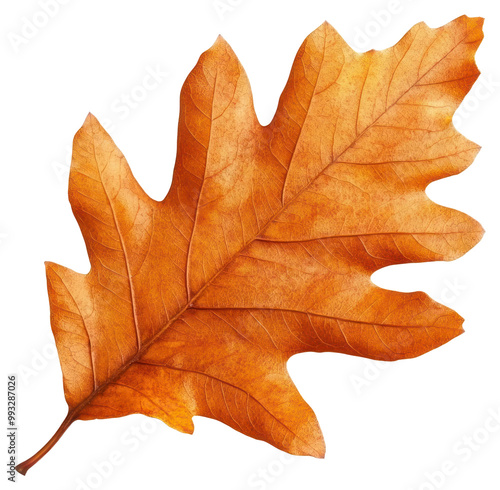 Wallpaper Mural PNG Autumn leaf oak isolated illustration botanical. Torontodigital.ca