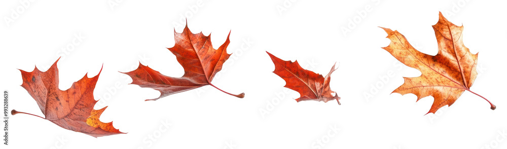 Fototapeta premium PNG Autumn leaves flying leaf background white.