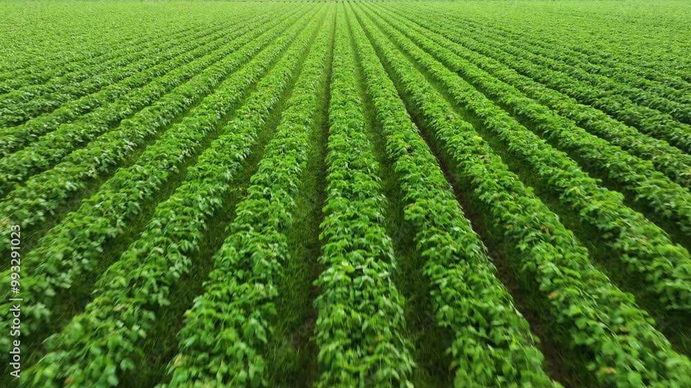 Aerial view of vegetable garden