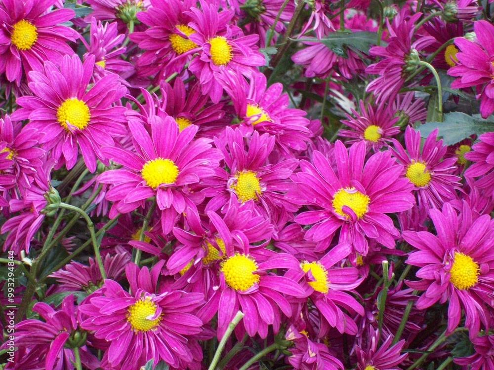 flowers background flowers background
