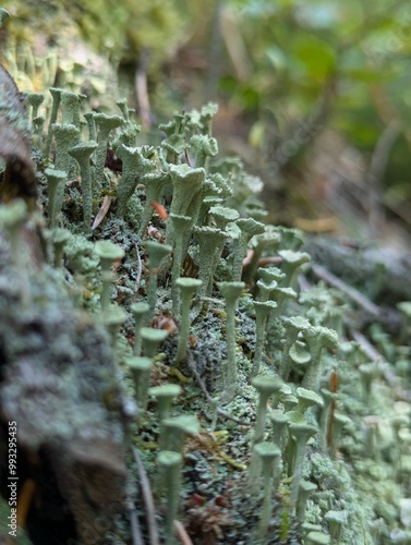 moss on tree