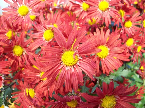 bouquet of chrysanthemums