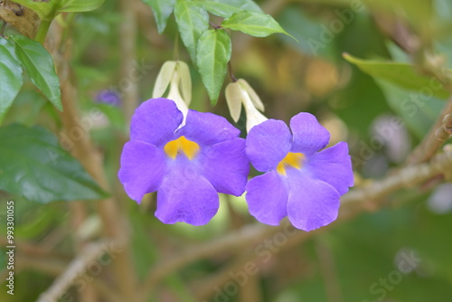 blue and purple flower in the garden