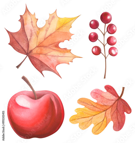 Set of watercolor elements in autumn style. Apple, tree leaves, rowan berries. Decorative leaves and berries in watercolor. Red design