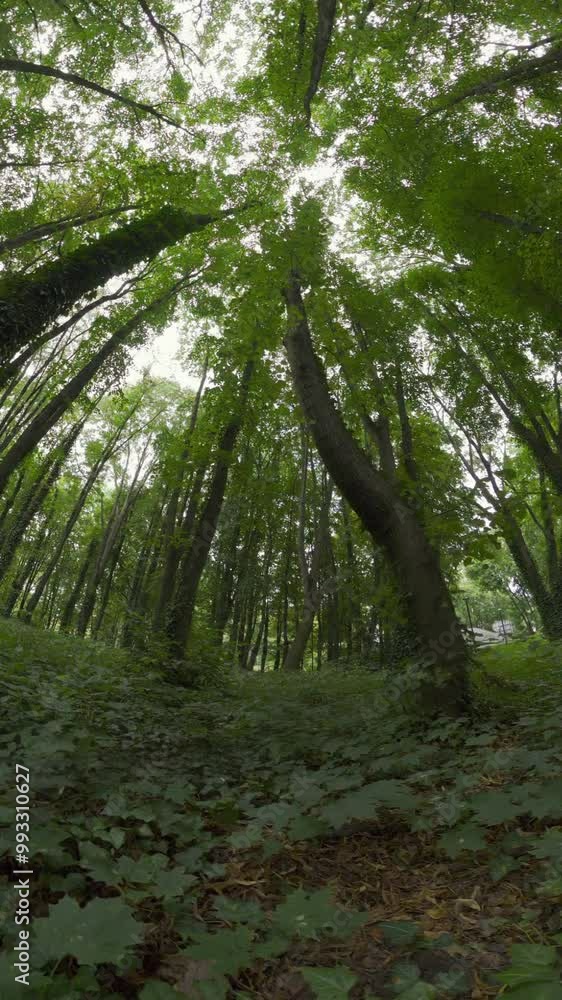 The video is a slow-paced, meditative walk through a lush green forest. The camera pans up and down, capturing the towering trees and dense foliage. The only sounds are the birds singing and the wind The video is a slow-paced, meditative walk through a lush green forest. The camera pans up and down, capturing the towering trees and dense foliage. The only sounds are the birds singing and the wind