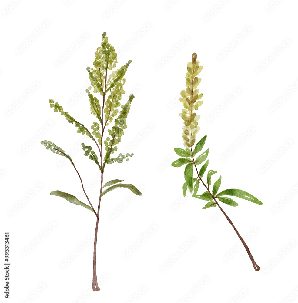 Fototapeta premium Watercolor branchesset.. Hand painted isolated design elements. Botanical illustration for summer wedding design, greeting cards