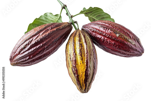 Wallpaper Mural cacao pods hanging from tree branches Torontodigital.ca