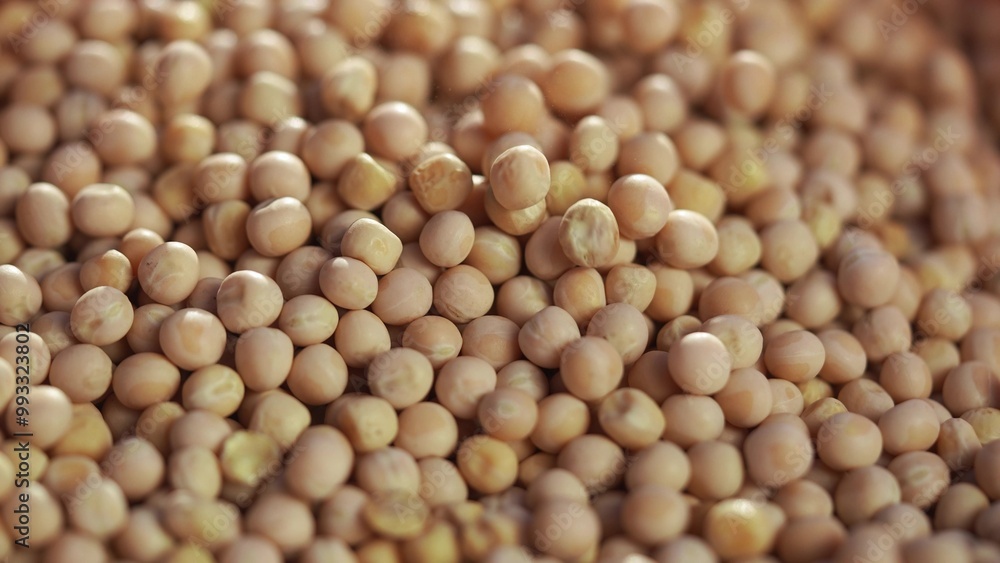 Agriculture. Close up of crumbling soybeans in a field. agriculture business farm concept. A farm of grains and peas in agriculture. Close up of crumbling grains and soybeans on lifestyle a farm. Agriculture. Close up of crumbling soybeans in a field. agriculture business farm concept. A farm of grains and peas in agriculture. Close up of crumbling grains and soybeans on lifestyle a farm.