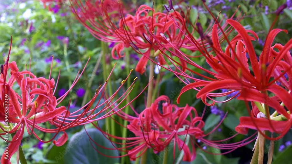 彼岸花・風のテラスの“生き生き”した動きのある動画です。
This is a video with “lively” movement of red spider lily 彼岸花・風のテラスの“生き生き”した動きのある動画です。
This is a video with “lively” movement of red spider lily