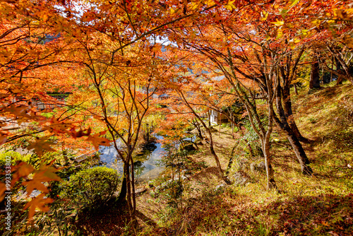 愛知県 香嵐渓の紅葉 