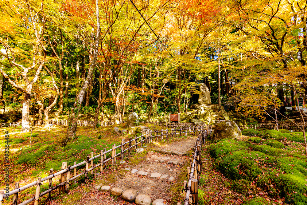Naklejka premium 愛知県 香嵐渓の紅葉 