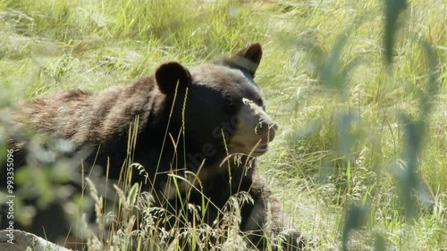 Fat black bear lounges in tall green grass on hot summer day, foliage photo