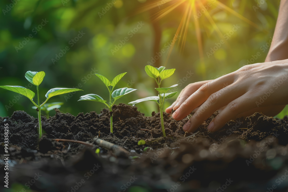 Fototapeta premium Close-up of hands planting seeds in the soil. It symbolizes growth and new beginnings.