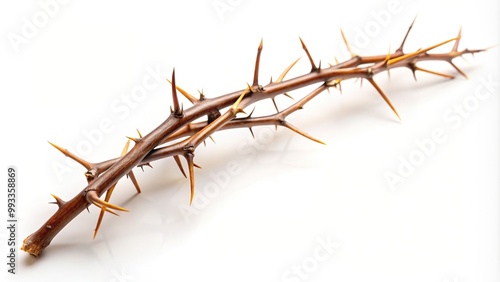 botanical, branch, single, stem, isolated, nature, plant, flora,twig tree, brown, Single brown twig tree with thorn isolated on white background from a high angle perspective