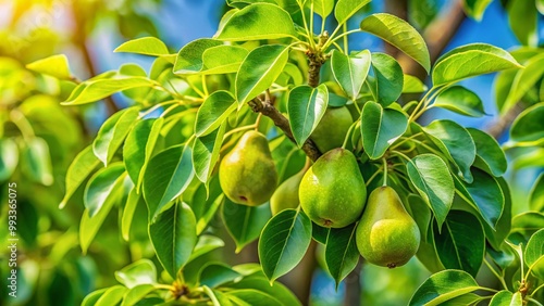 Lush Green Pear Tree Leaves in Natural Light Capturing the Essence of Spring and Fresh Growth