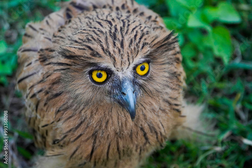 Buffy Fish Owl (Ketupa ketupu) at dawn wandering the meadow photo