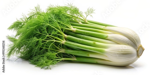 Fresh organic fennel isolated on white background tilted at an angle, freshness, culinary, ingredient, vibrant, vegetarian, plant, isolated on white, angle, freshness, healthy, tilted