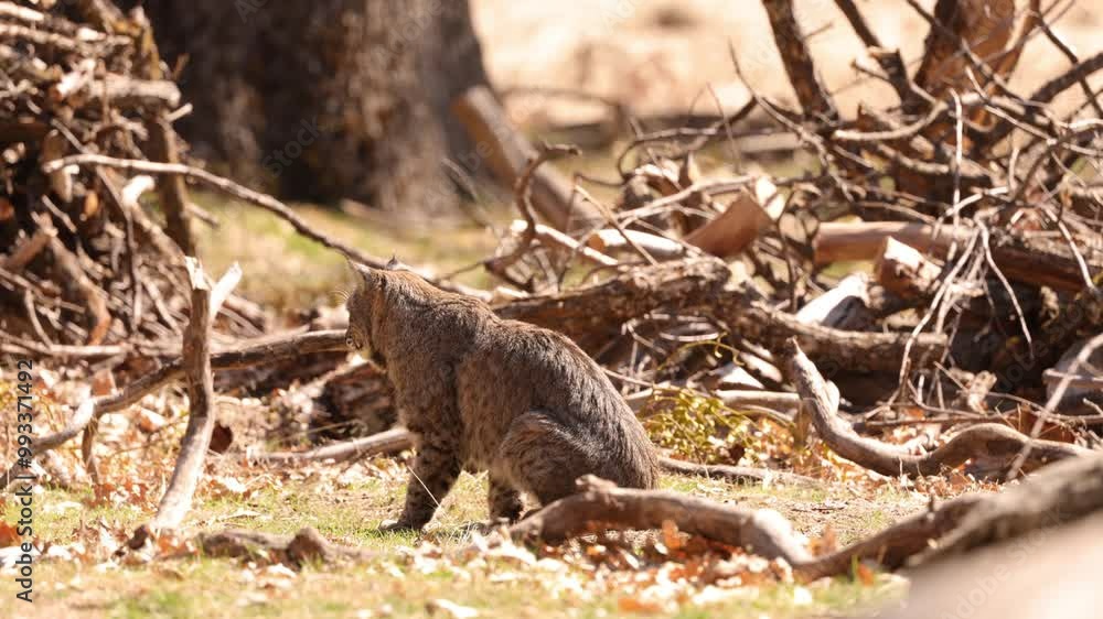 Wild Bobcat in Yosemite National Park in California Wild Bobcat in Yosemite National Park in California