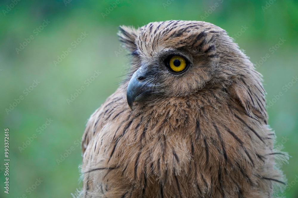 Obraz premium Buffy Fish Owl (Ketupa ketupu) at dawn wandering the meadow