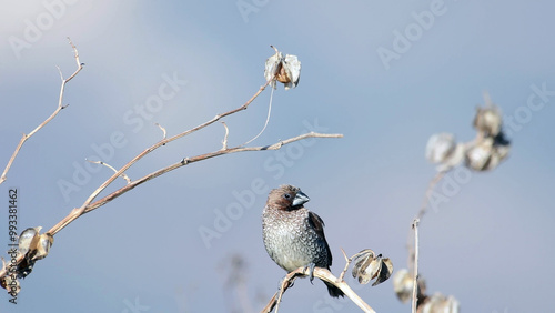 Chestnut Bulbul (Hemixos castanonotus) Beautiful oriental bird photo