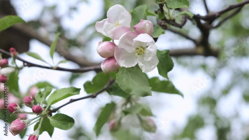 closeup footage of apple tree branch blossom by bright spring day 