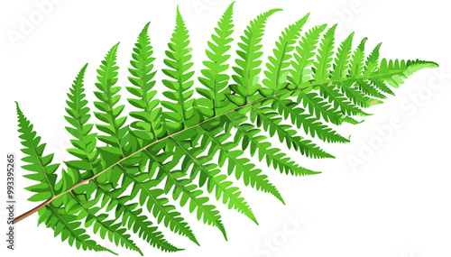 Fern plants, vector illustration of large green fern leaf, botanical fern graphics, tropical leaf vector art, nature-inspired fern designs, greenery illustrations