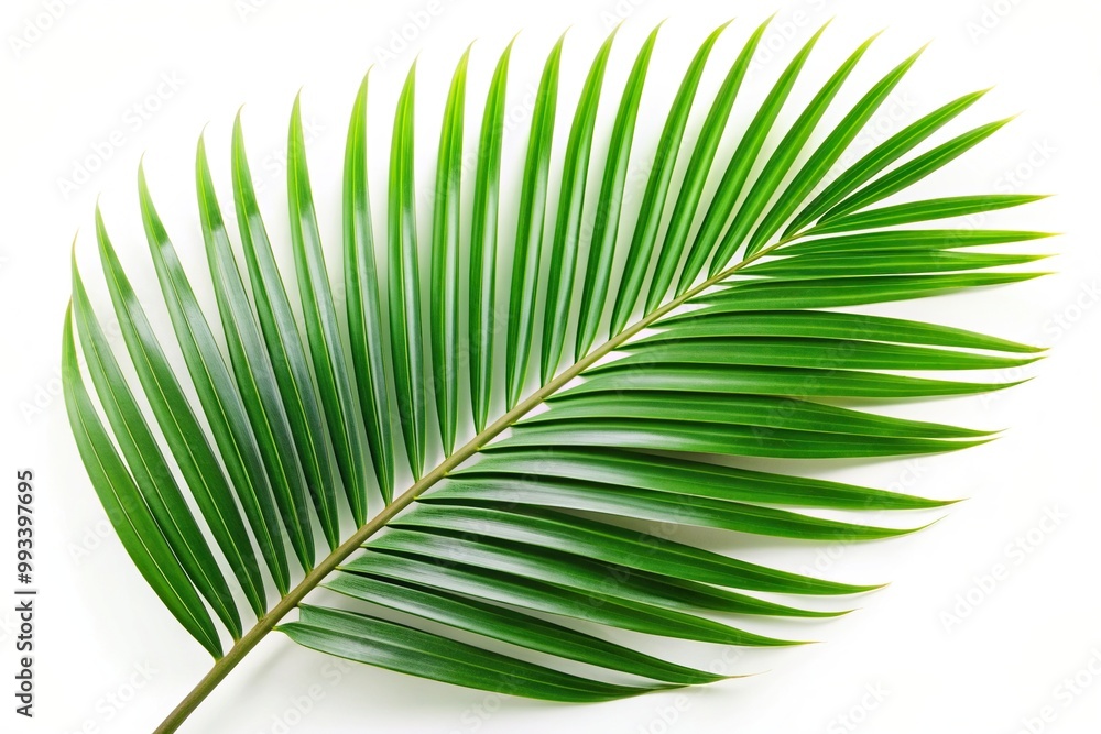 Tropical palm leaf isolated on white background with clipping path captured in a medium shot, green, paradise, palm leaf,tropical, vibrant, botanical, medium shot, isolated object Tropical palm leaf isolated on white background with clipping path captured in a medium shot, green, paradise, palm leaf,tropical, vibrant, botanical, medium shot, isolated object