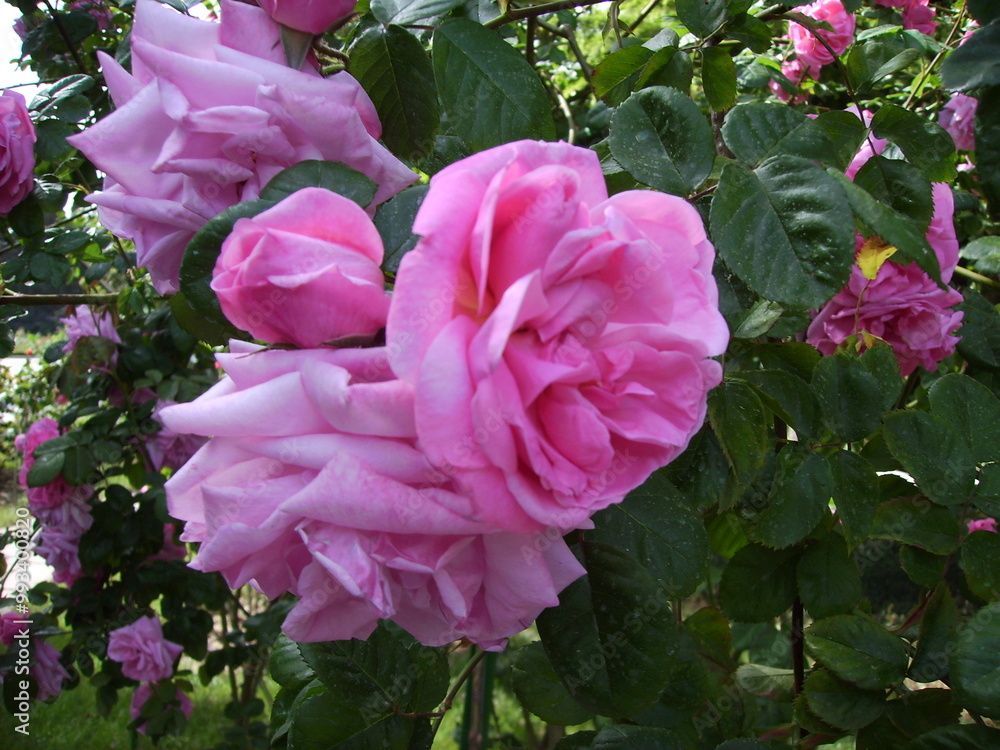 Obraz premium pink rose bush
