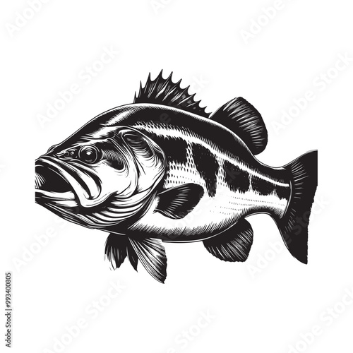 Large Mouth Bass fish vector illustration