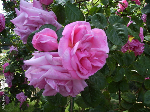pink rose bush