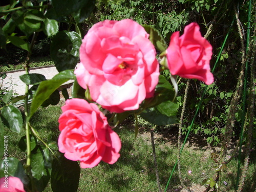 pink roses in garden