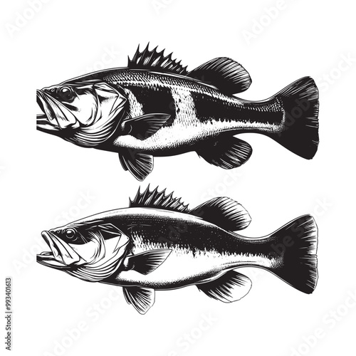 Large Mouth Bass fish vector illustration