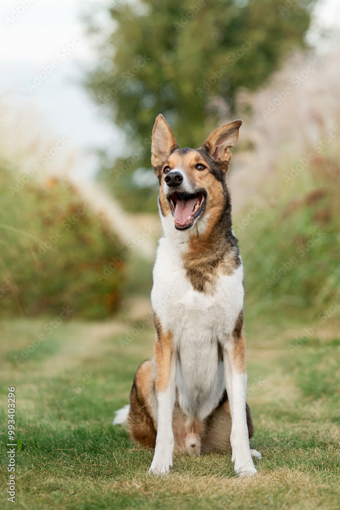 Dog Posing in Natural Landscape. Mongrel dog Dog Posing in Natural Landscape. Mongrel dog